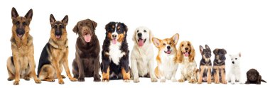 Beyaz arka plan üzerinde köpek ve çiçek buketi