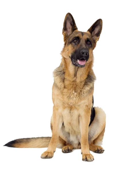 Schäferhund Auf Weißem Hintergrund Isoliert — Stockfoto