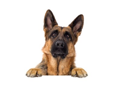 köpek bir afiş arkasından bakmak