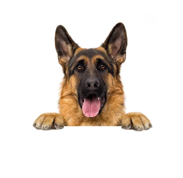 Cão Espreitando Por Trás Uma Bandeira — Fotografia de Stock