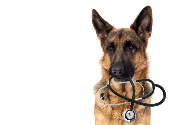 狗兽医和听诊器在一个白色背景查出 — 图库照片
