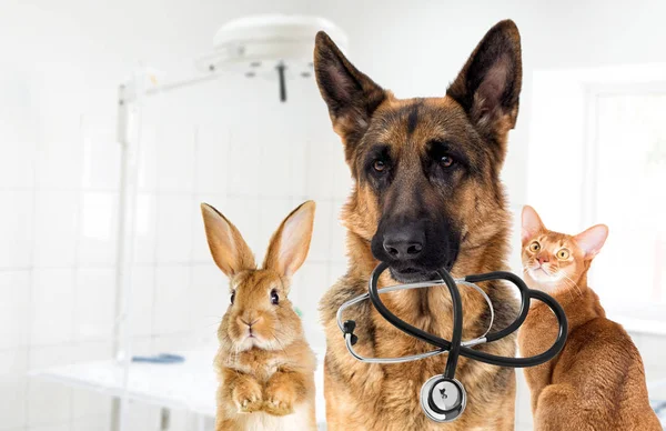 dog veterinarian and cat in the clinic