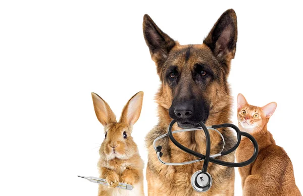 狗兽医和猫在诊所 — 图库照片