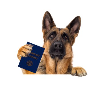 Köpek hayvan hastalıklarıyla ilgili pasaport paws tutar