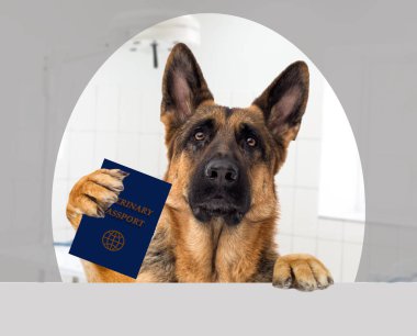 Köpek hayvan hastalıklarıyla ilgili pasaport paws tutar