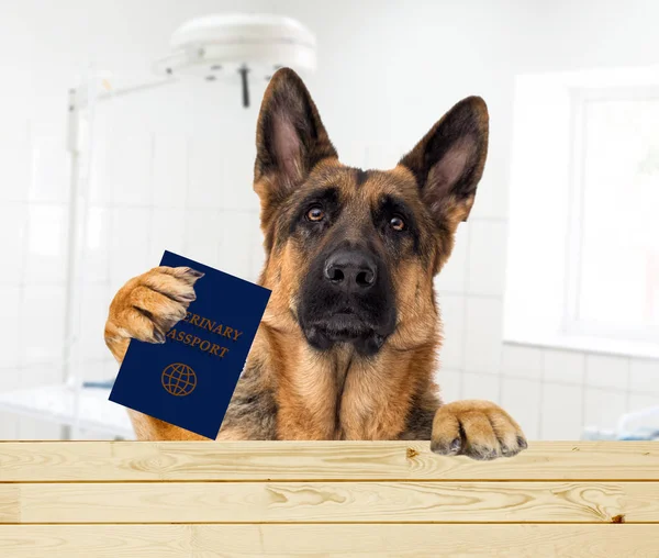 Dog keeps paws veterinary passport