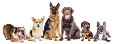 Beyaz arka plan üzerinde köpek dizi