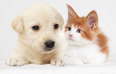 kitten and puppy together asleep on a fluffy blanket
