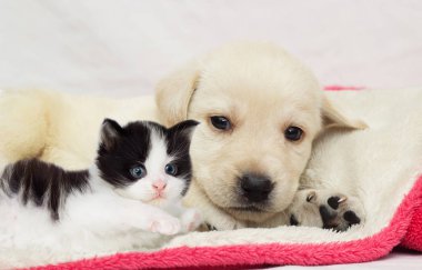 kitten and puppy together asleep on a fluffy blanket