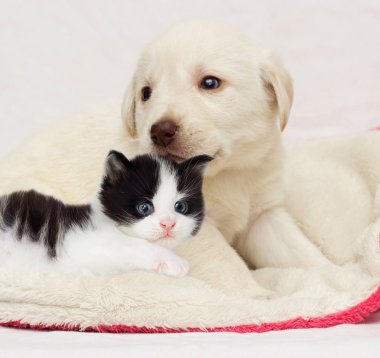 kitten and puppy together asleep on a fluffy blanket