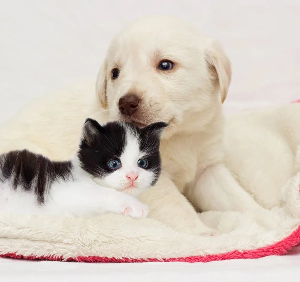 Kattunge Och Valp Tillsammans Somna Fluffig Filt — Stockfoto