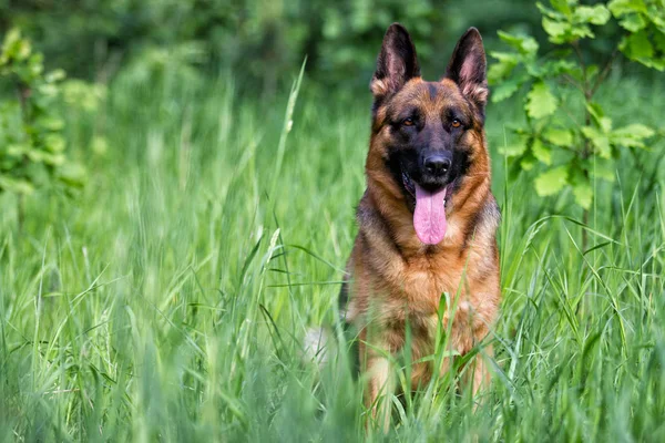 Kitten Puppy Samen Slapen Een Zachte Deken — Stockfoto