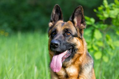Alman çoban köpeği çimlerde
