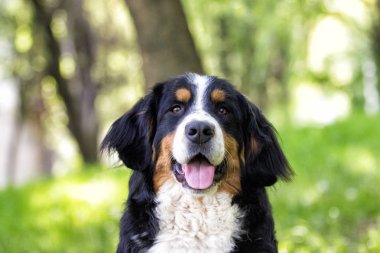 portre Bernese dağ köpeği açık havada, yeşil çimenlerin üzerinde görünüyor