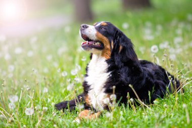 portre Bernese dağ köpeği açık havada, yeşil çimenlerin üzerinde görünüyor