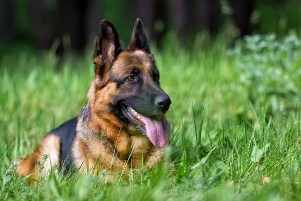 德国牧羊犬在草丛中 — 图库照片