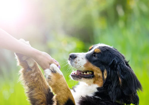 Portrait Bernese Mountain Dog Looks Outdoors Green Grass — Stock Photo, Image