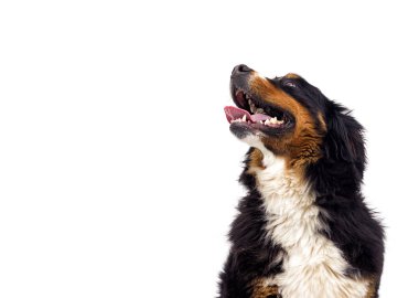 Bernese Dağ Köpeğinin Portresi