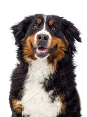 portre Bernese dağ köpeği açık havada, yeşil çimenlerin üzerinde görünüyor