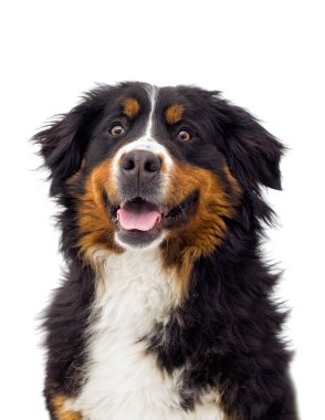 portre Bernese dağ köpeği açık havada, yeşil çimenlerin üzerinde görünüyor