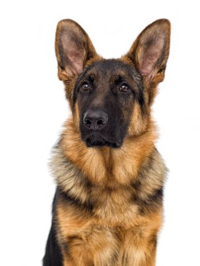 portre Bernese dağ köpeği açık havada, yeşil çimenlerin üzerinde görünüyor