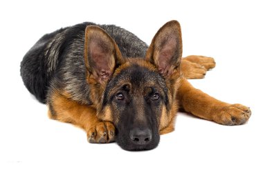 portre Bernese dağ köpeği açık havada, yeşil çimenlerin üzerinde görünüyor