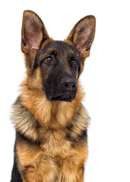 Портрет Бернський Гірська Собака Виглядає Вулиці Зеленій Траві — стокове фото