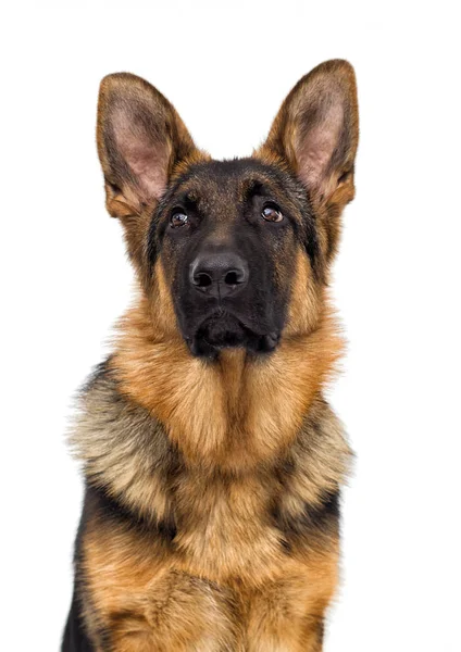Портрет Бернський Гірська Собака Виглядає Вулиці Зеленій Траві — стокове фото