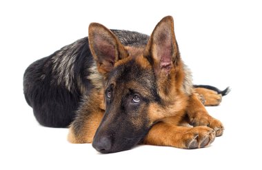 portre Bernese dağ köpeği açık havada, yeşil çimenlerin üzerinde görünüyor