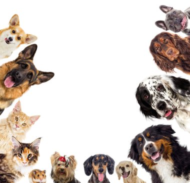 portre Bernese dağ köpeği açık havada, yeşil çimenlerin üzerinde görünüyor