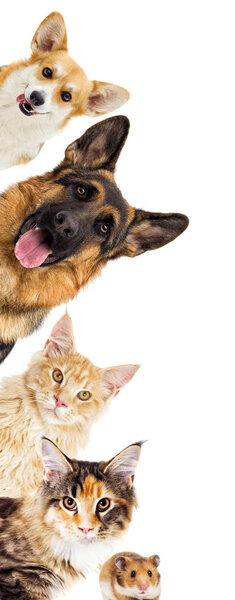 portrait Bernese Mountain Dog looks outdoors, on green grass