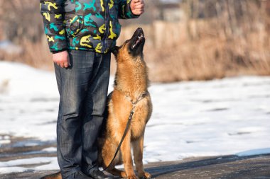 portre Bernese dağ köpeği açık havada, yeşil çimenlerin üzerinde görünüyor