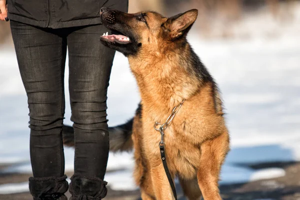 Shepherd Dog Training Session — Stock Photo, Image