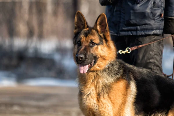 Shepherd Dog Training Session — Stock Photo, Image