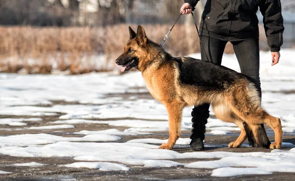 Shepherd Dog Standing Sideways Rack — Stock Photo, Image