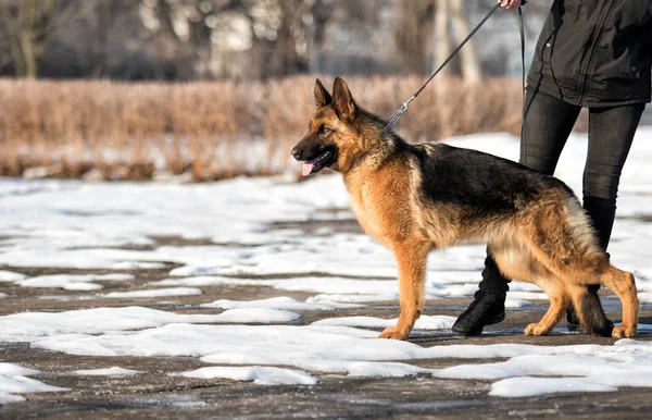 Shepherd Dog Standing Sideways Rack — Stock Photo, Image