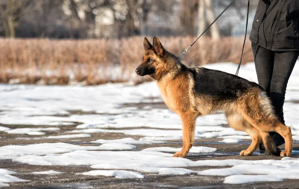 Shepherd Dog Standing Sideways Rack — Stock Photo, Image