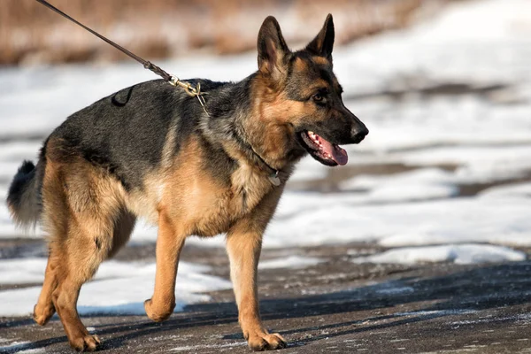 Shepherd Dog Runs Leash — Stock Photo, Image