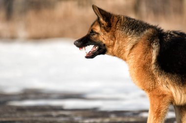 kötü hırıltı lı çoban köpek açık havada