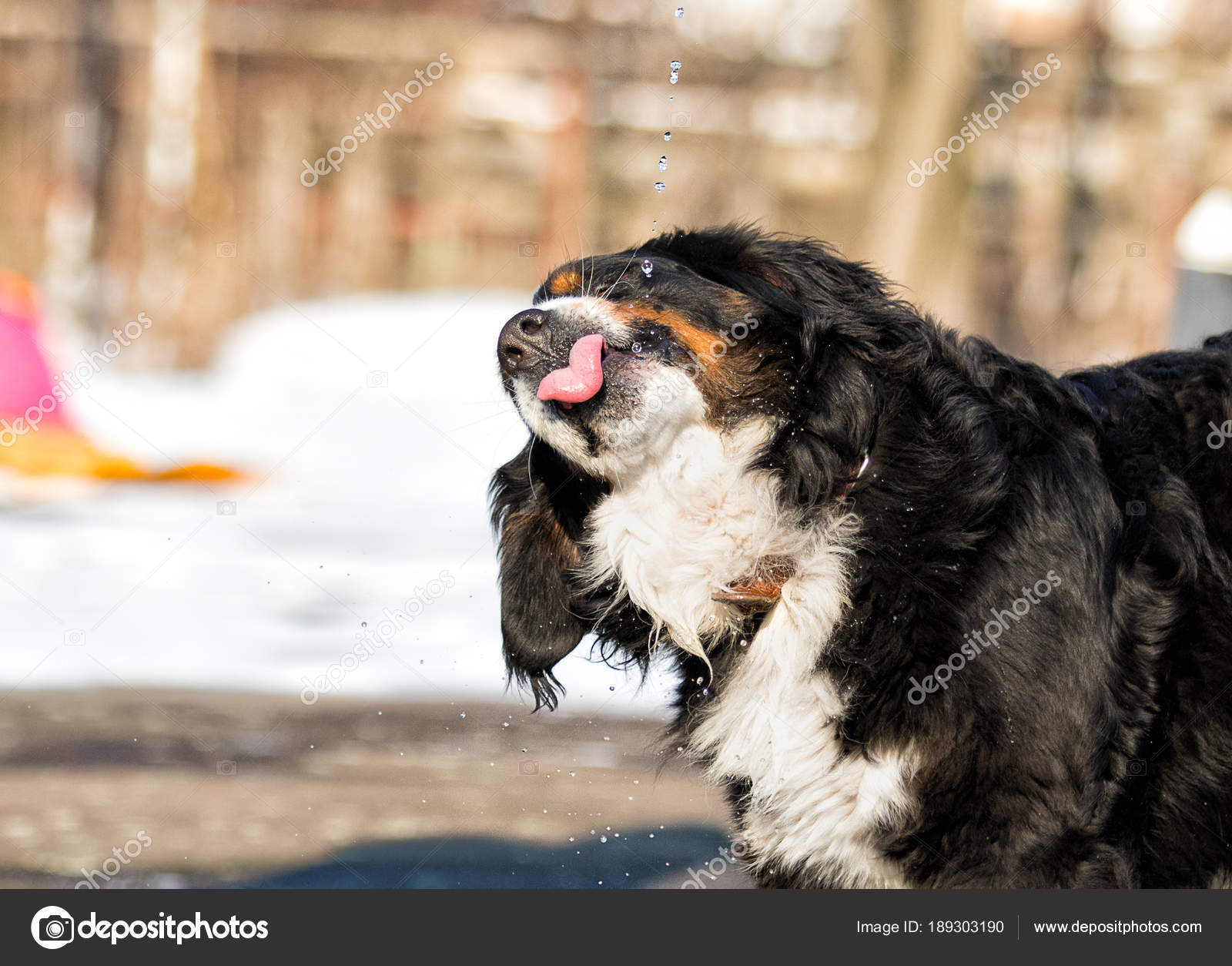 Bernese Mountain Dog Drinks Water Outdoors — Stock Photo