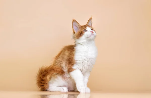 Red Maine Coon Kitten Beige Background — Stock fotografie