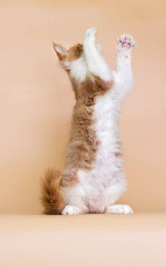 red Maine Coon kitten on a beige background