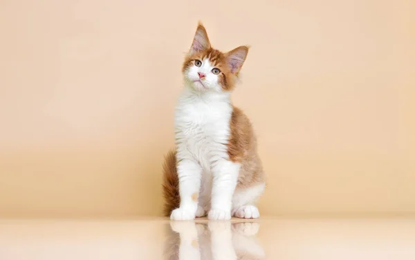 Red Maine Coon Kitten Beige Background — Stock fotografie