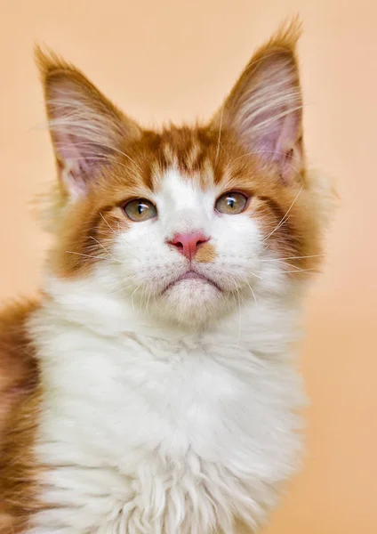 Red Maine Coon Kitten Beige Background — 图库照片