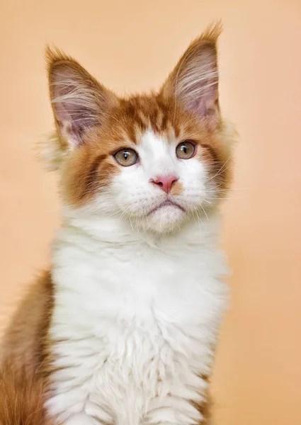Red Maine Coon Kitten Beige Background — Stock Photo, Image