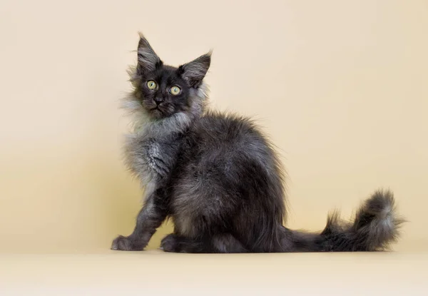 灰色小猫与缅因州茧米色背景 — 图库照片