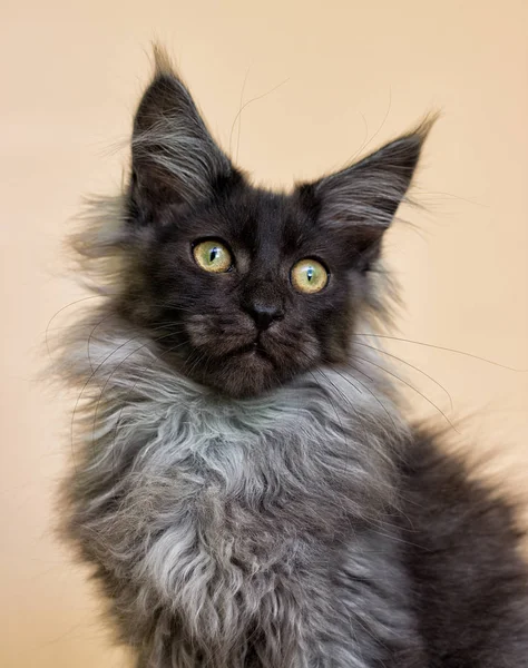 灰色小猫与缅因州茧米色背景 — 图库照片