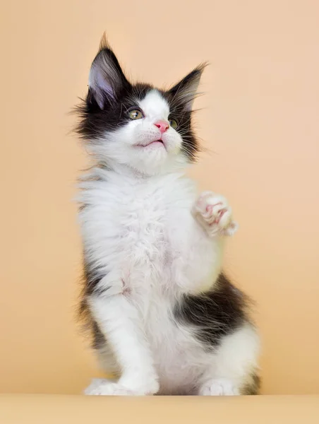 Black White Maine Coon Kitten Beige Background — Stock Photo, Image