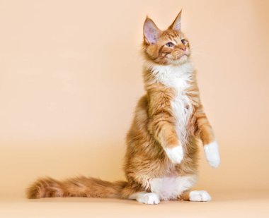 bej renkli arka plan üzerinde kırmızı şeritli Maine Coon yavru kedi