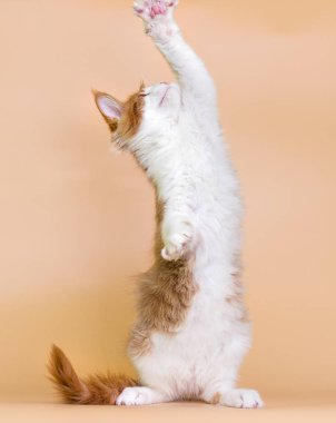 red Maine Coon kitten on a beige background